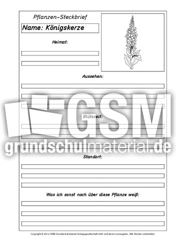 Pflanzensteckbriefvorlage-Königskerze-SW.pdf